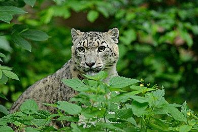 开放世界游戏《幻塔》新预告 海外版已推出