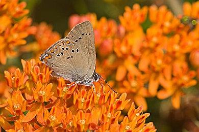 《鬼谷八荒》NPC表情系统演示 更新将加入两神秘组织